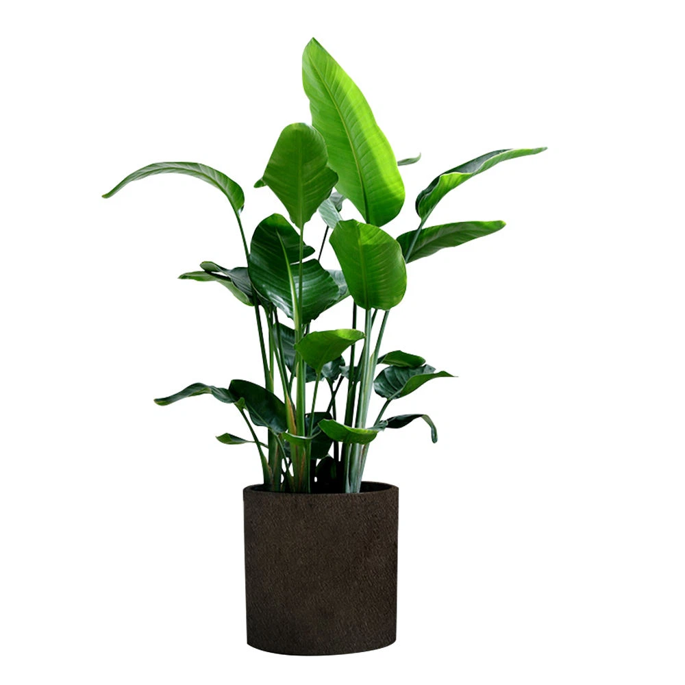 biodegradable grow bags biodegradable grow bags